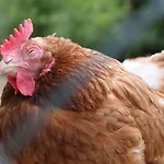 Διαμέρισμα Henn Weikersheim