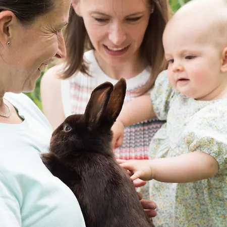 Henn فايكرزهايم